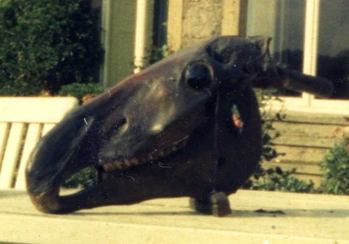 Photograph of the skull from Hooton Pagnell, taken by Ruairidh Greig
